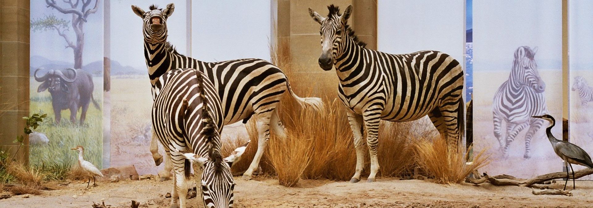 Een diorama in het Museum Koenig Bonn toont zebra's bij een bron