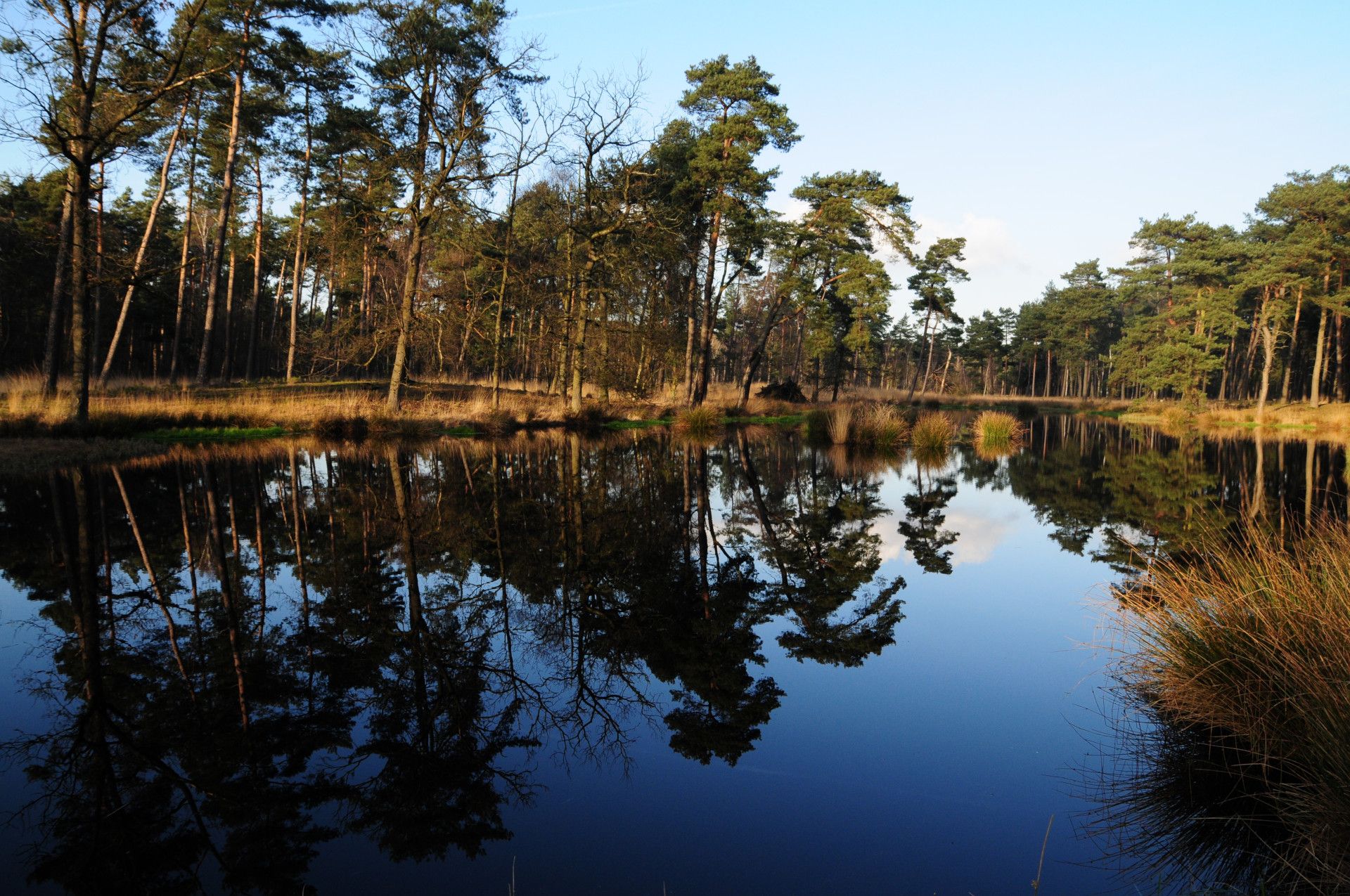 Naturpark Schwalm Nette, Bomen aan het meer van Galgenvenn Natuurpark Schwalm Nette