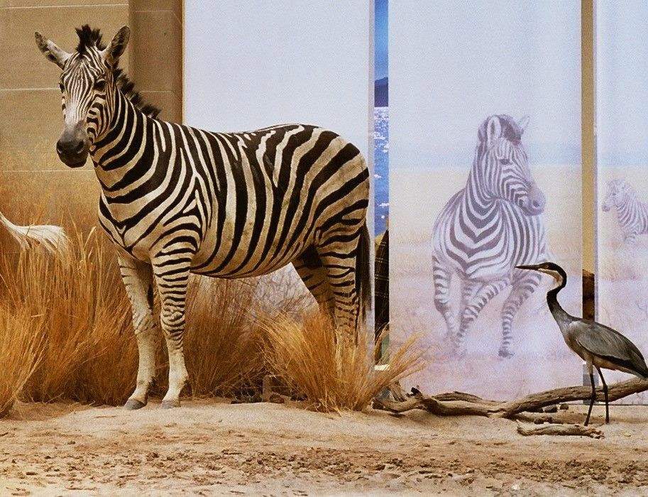 Als je wilt, kun je zebra's of vogels van dichtbij bekijken