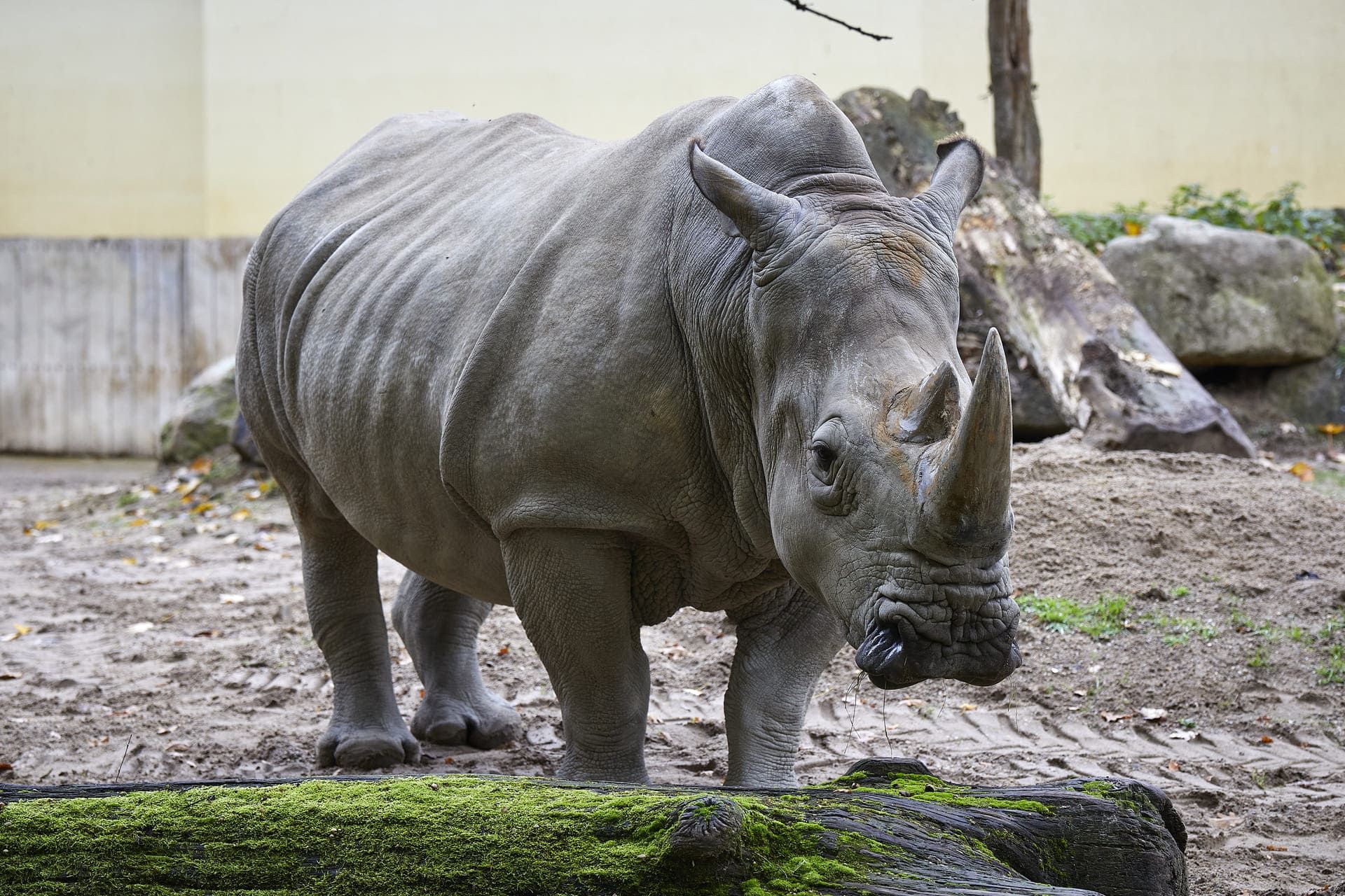 Neushoorns in de Allwetterzoo Münster