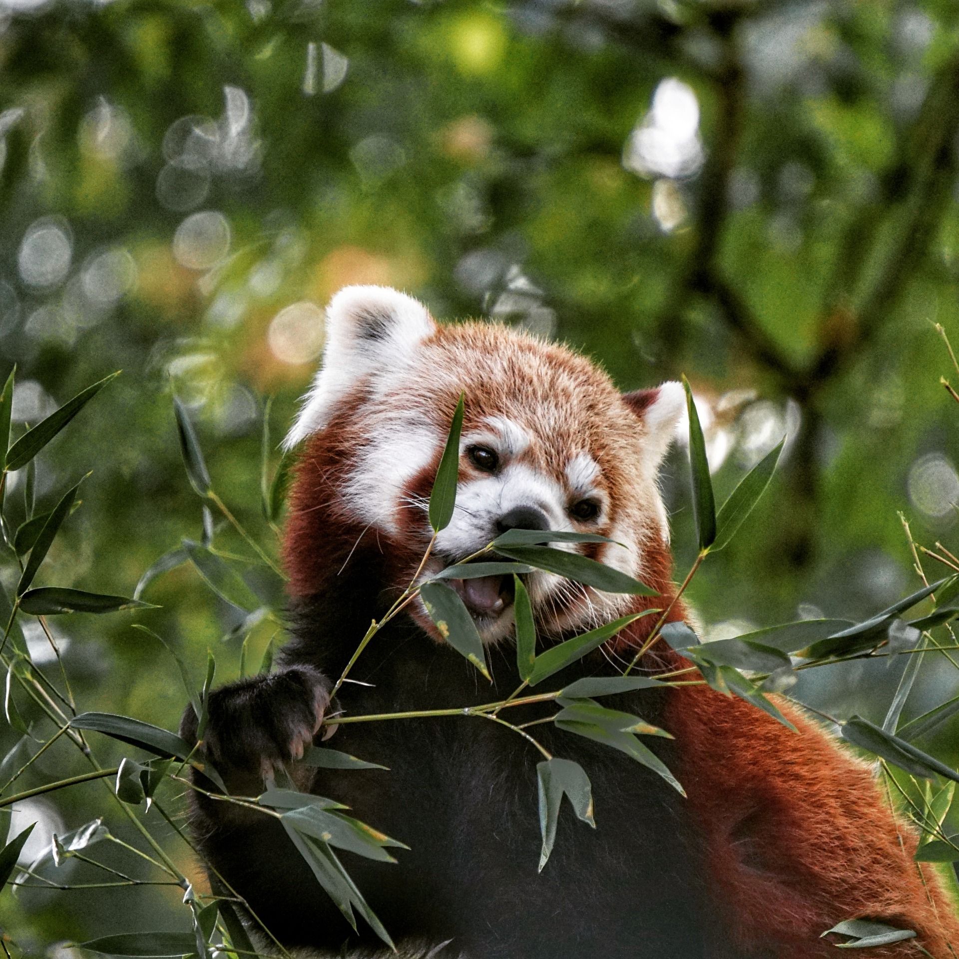 Kleine panda in de dierentuin van Dortmund