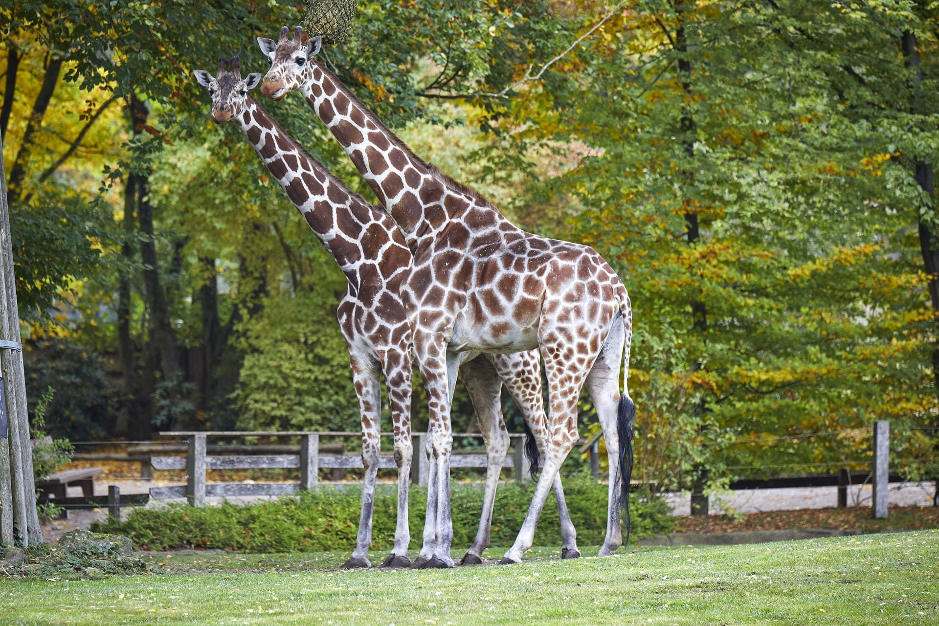 Giraffe in de Allwetterzoo Münster