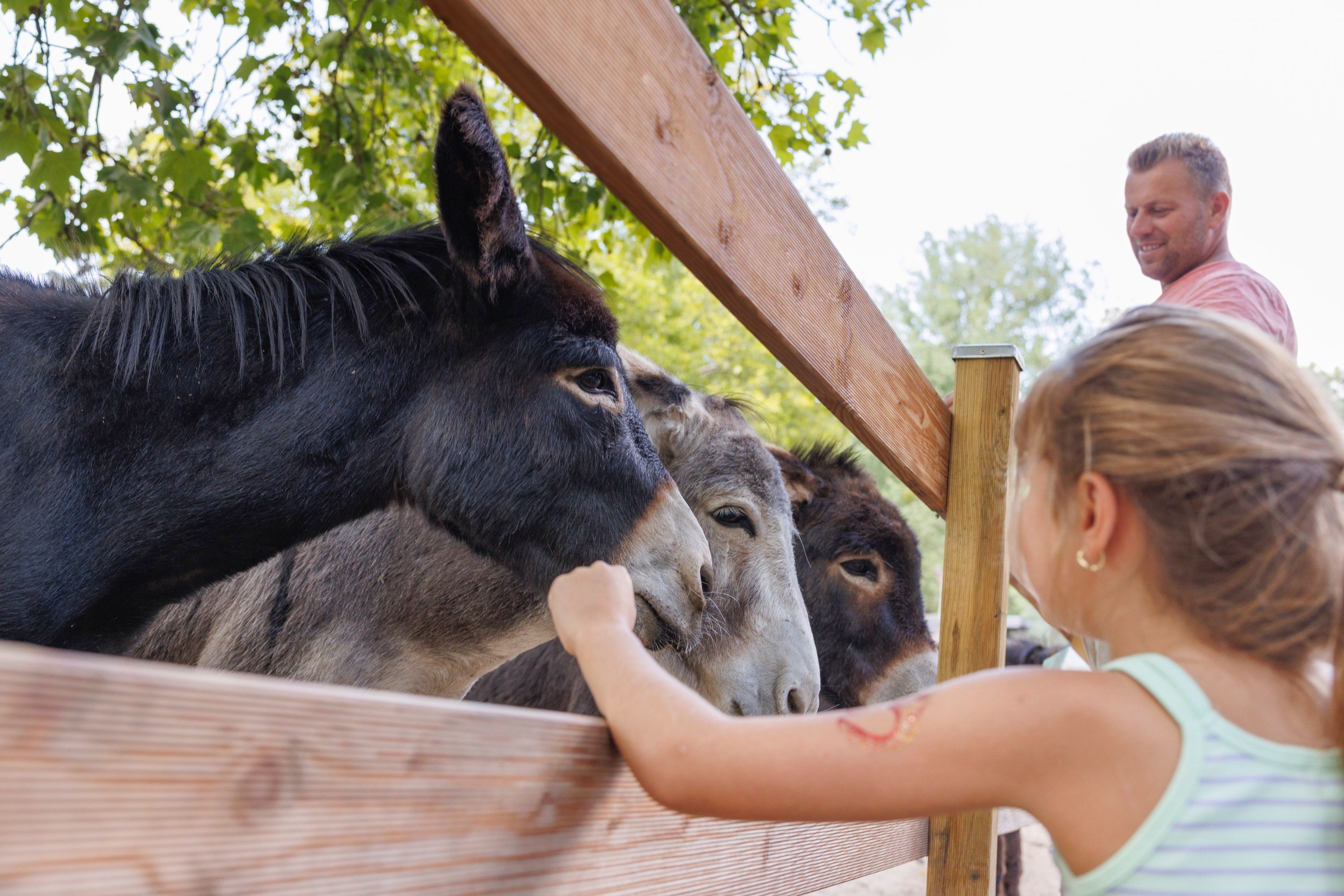 Ezels in de dierentuin van Alsdorf