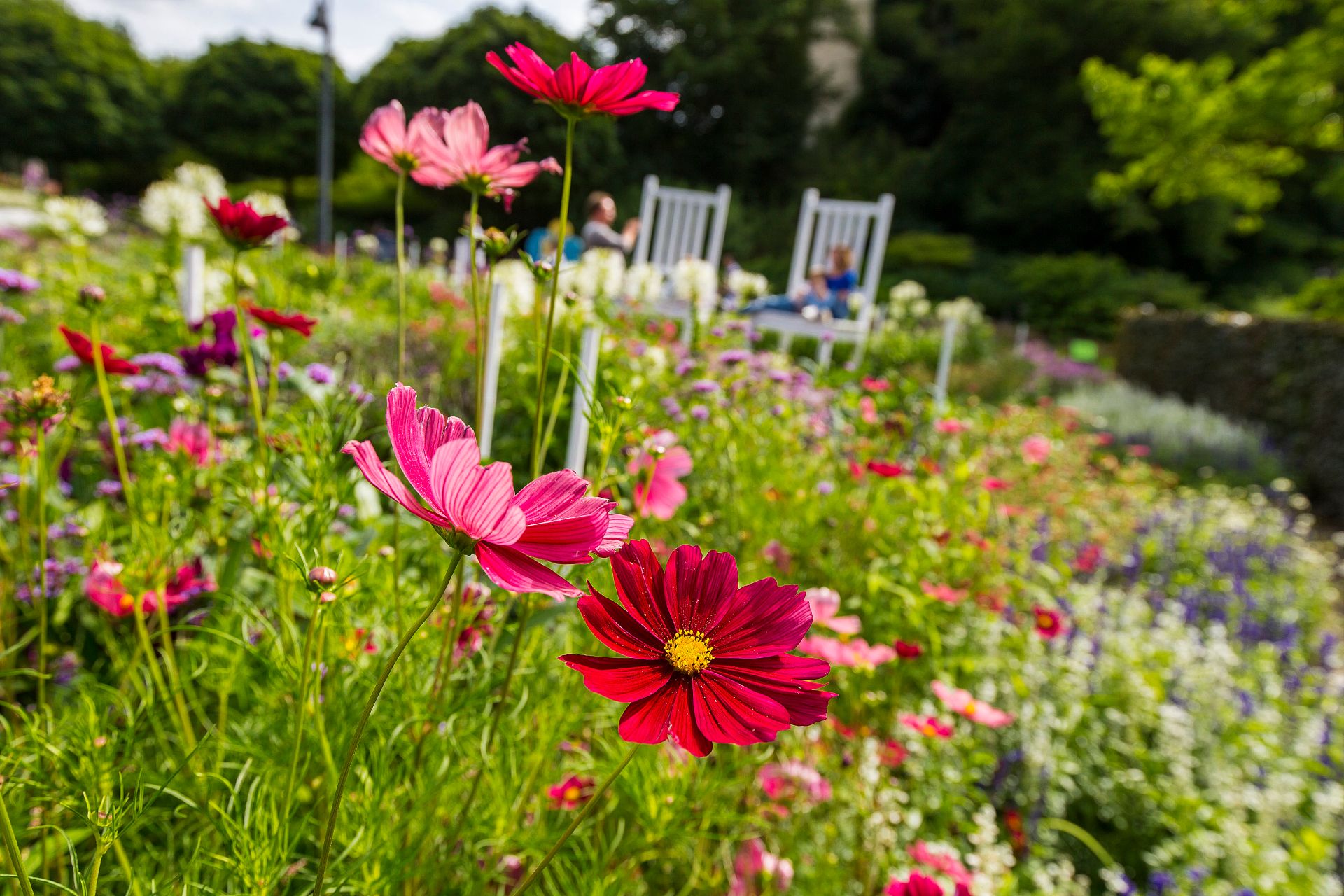 Bezoekers van Maximilianpark Hamm zullen een ware bloemenpracht aantreffen