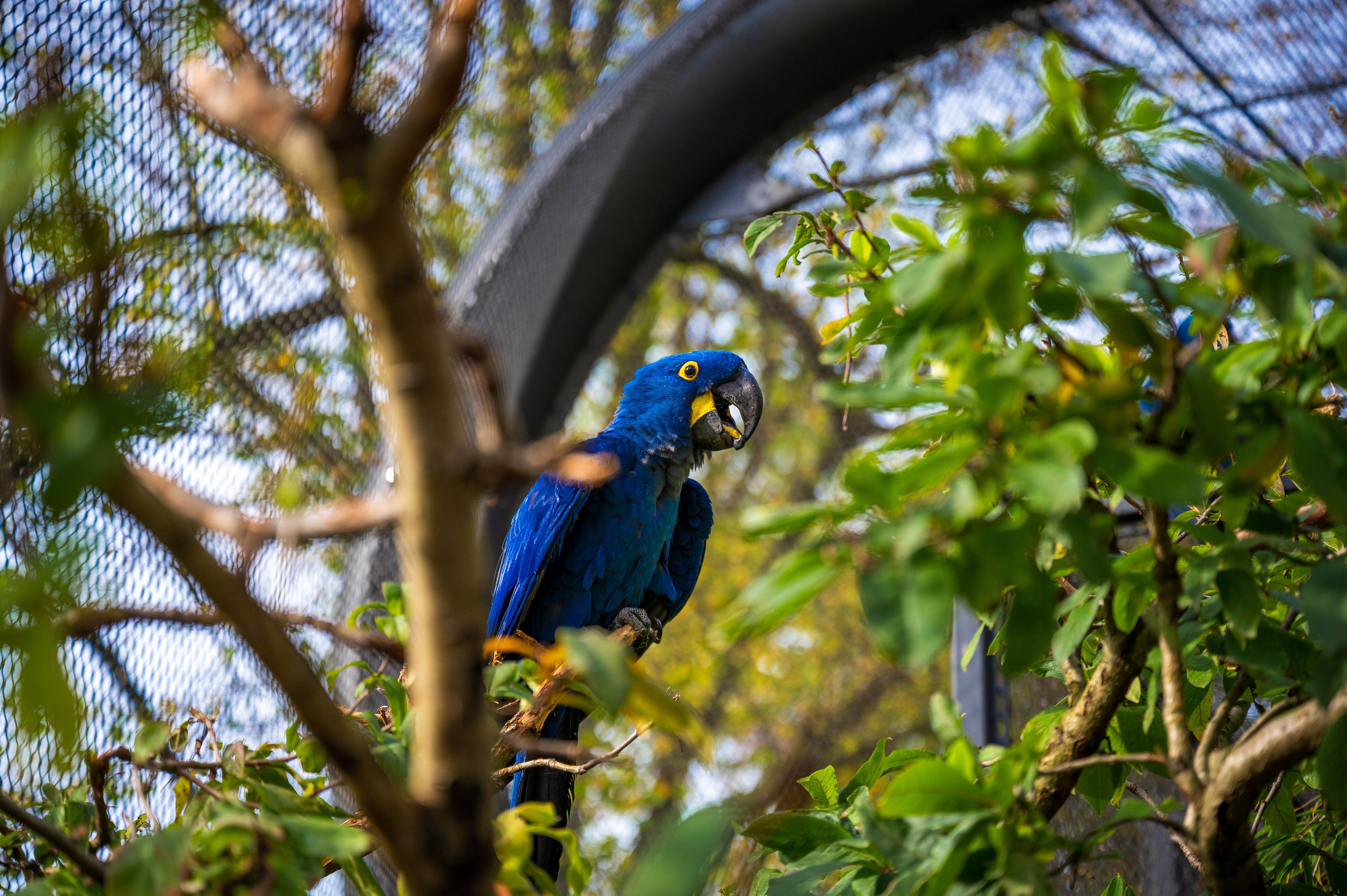 Papegaai in de groene dierentuin van Wuppertal