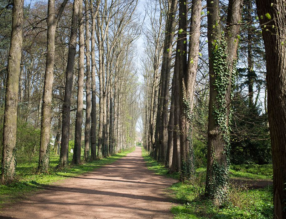 Reizigers kunnen prachtige natuur ontdekken rond Kasteel Türnich. Als je wilt, maak dan een wandeling langs een lindenlaan