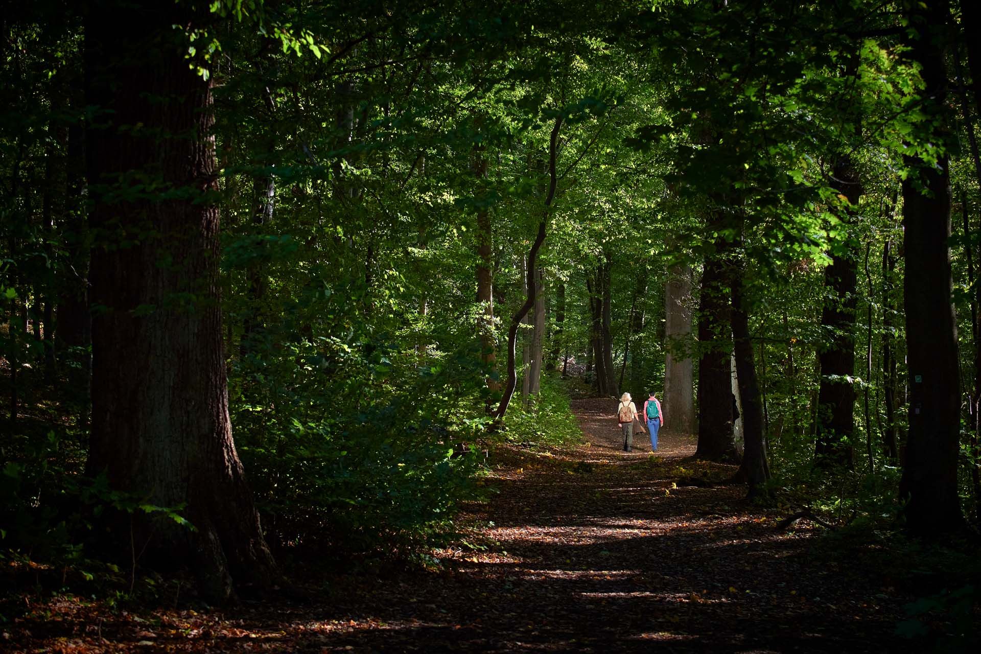 Wandelen in het natuurpark Arnsberg Woud