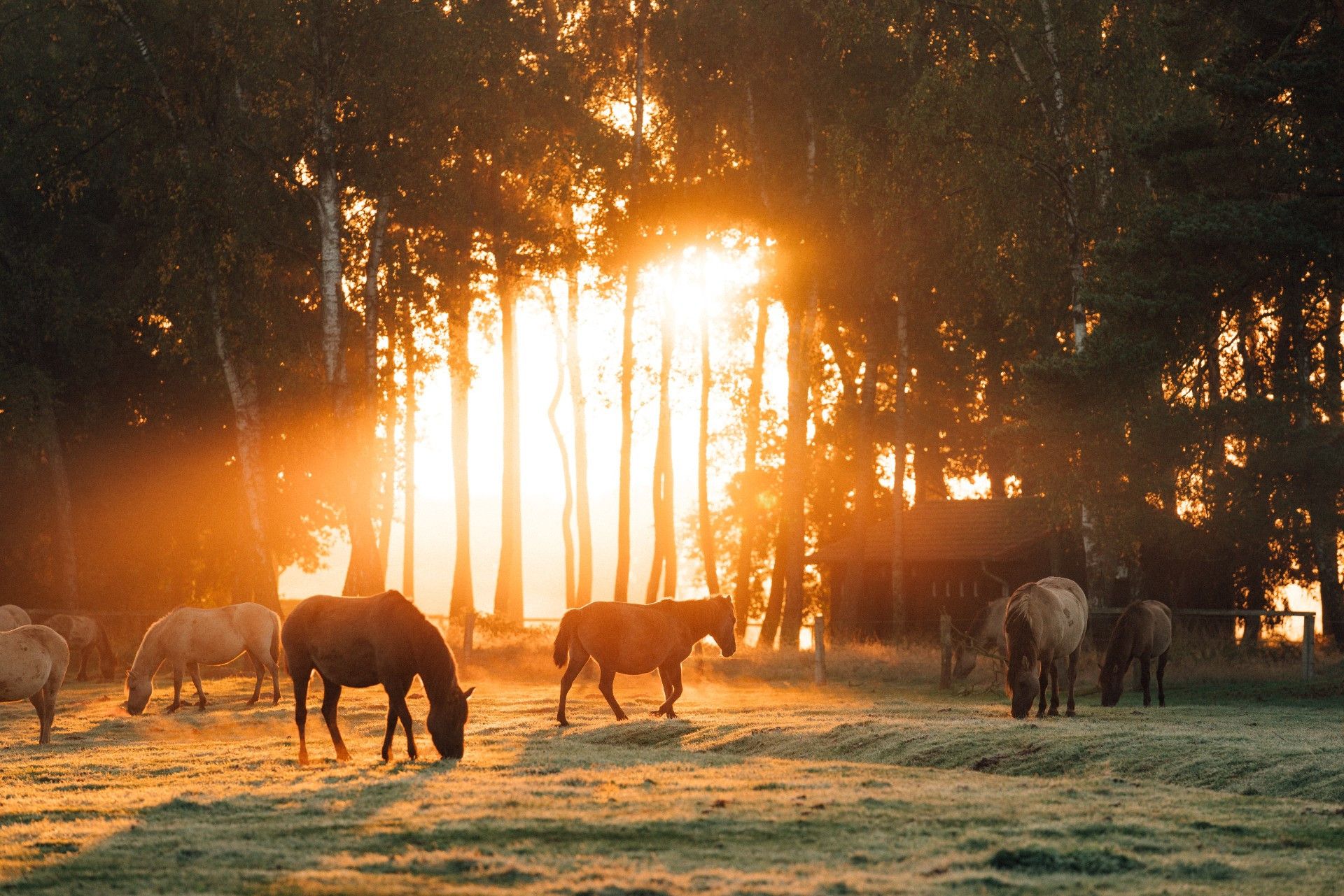 Wilde paarden in de wei in het Münsterland