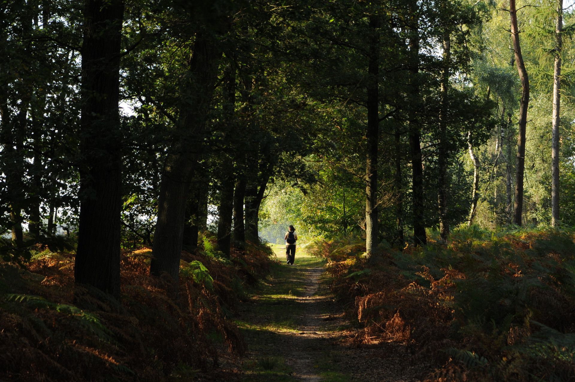 Pad door de bomen in het Birgel oerbos Schwalm Nette 