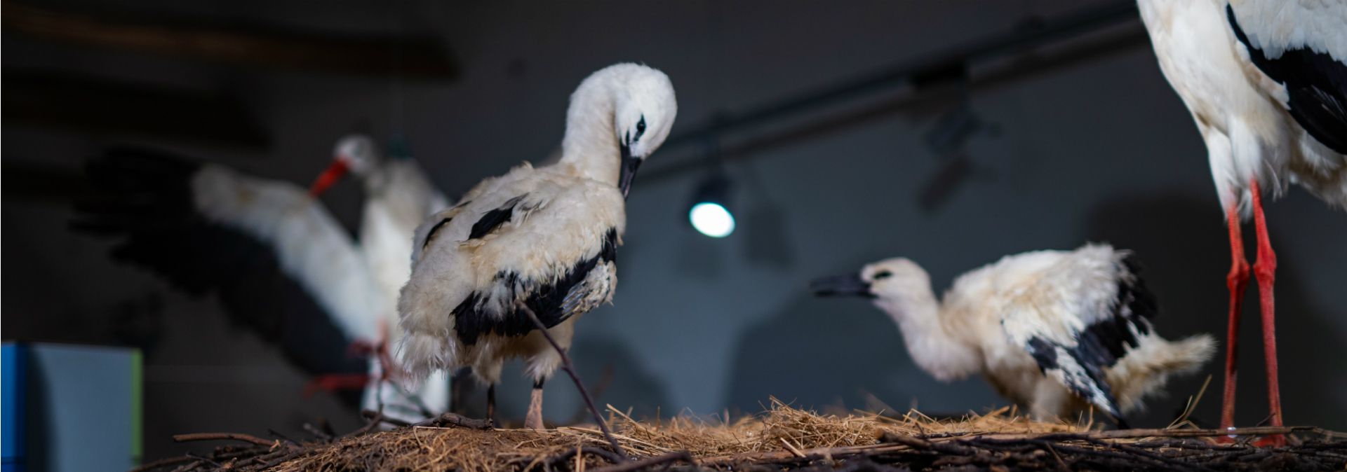 Een machtig ooievaarsnest vormt het middelpunt van het museum