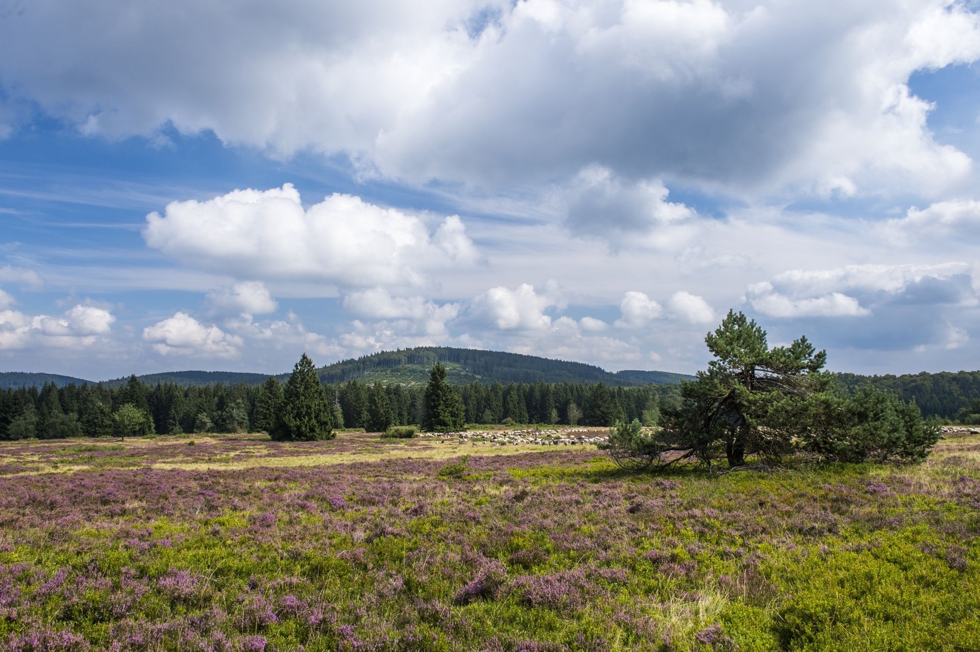 Hooggelegen heide op de Kahler Pön bij Medebach-Düdinghausen