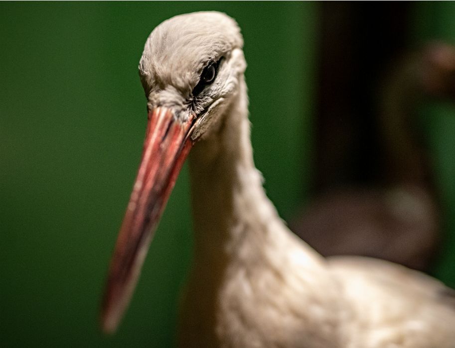 De ooievaar is als geen andere vogel verbonden met de menselijke geschiedenis en cultuur