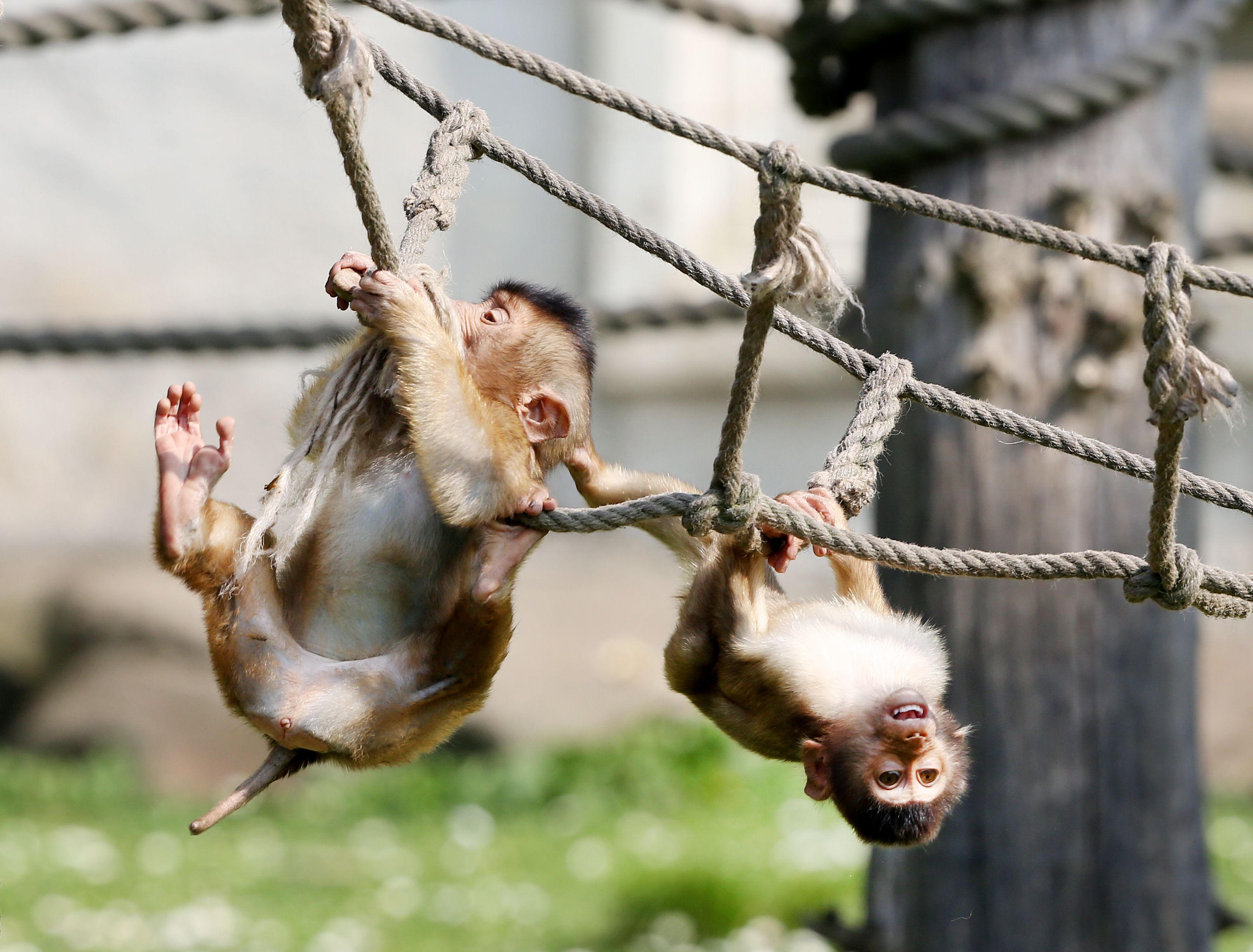 Varkensapen bij de Zoom Erlebniswelt