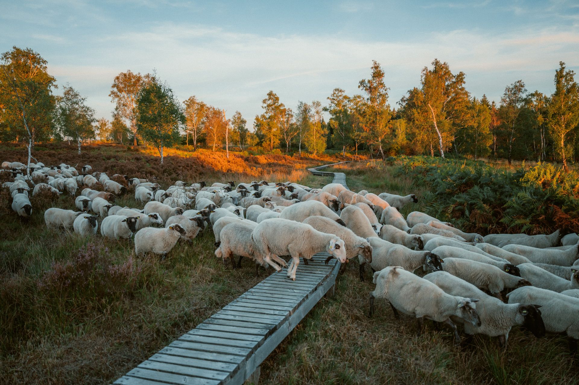 Struffeltroute schaapskudde Roetgen