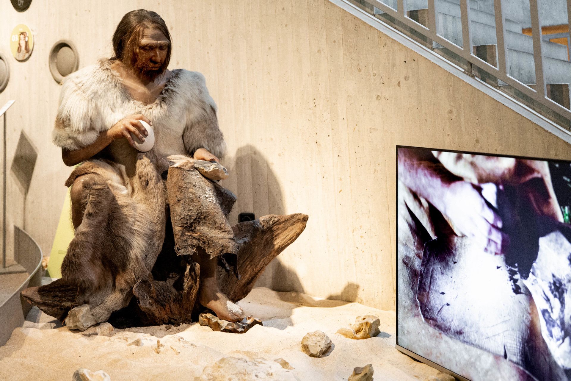 Neanderthalers in het museum