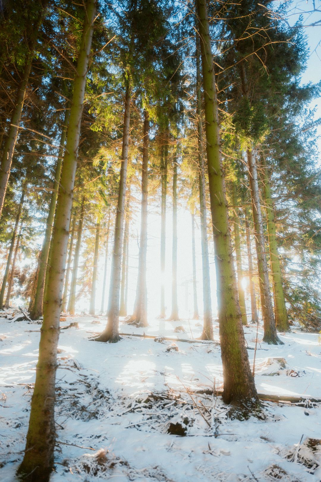 Fichtenwald mit Schnee und Sonnenlicht