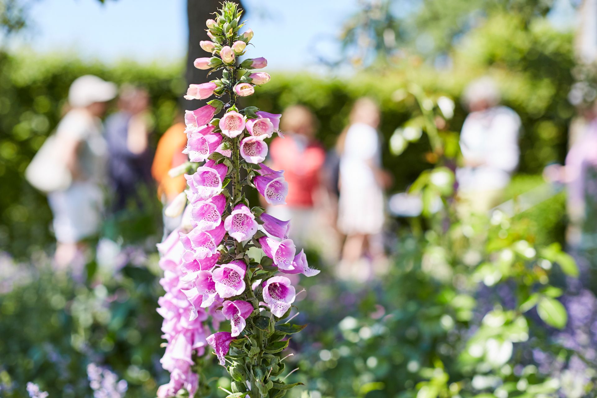 Bezoekers kunnen de prachtige bloemenpracht tussen hagen en perken ontdekken op de Dag van Tuinen en Parken in Westfalen-Lippe