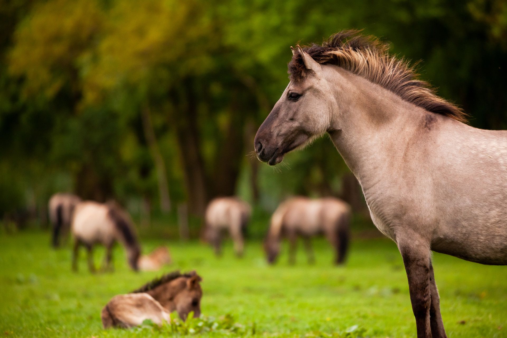 Tourismus NRW e.V., Leo Thomas, Wilde paarden in de wei in het Münsterland