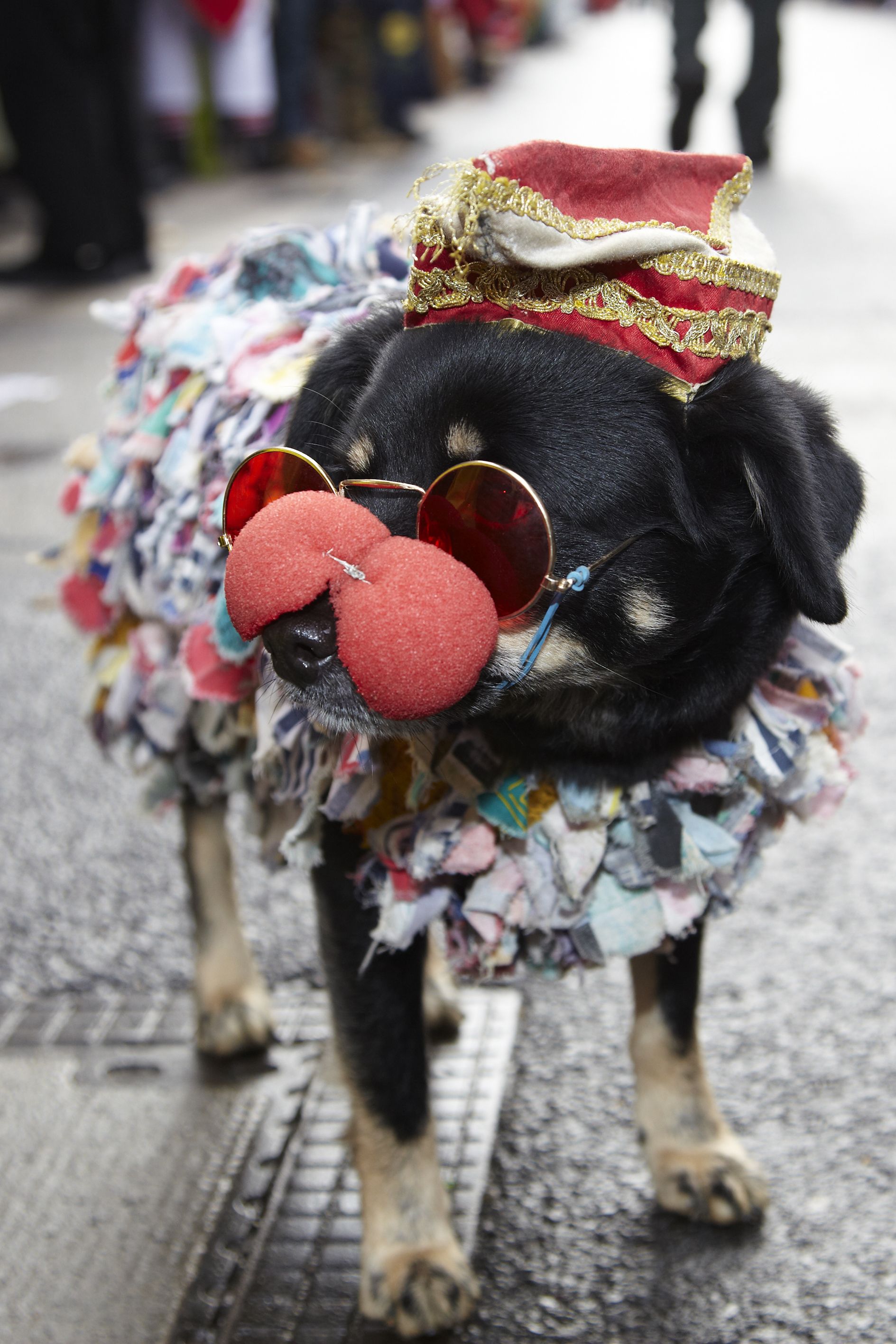 Dieter Jacobi, Köln Tourismus GmbH, Een vermomde hond tijdens het Keulse carnaval