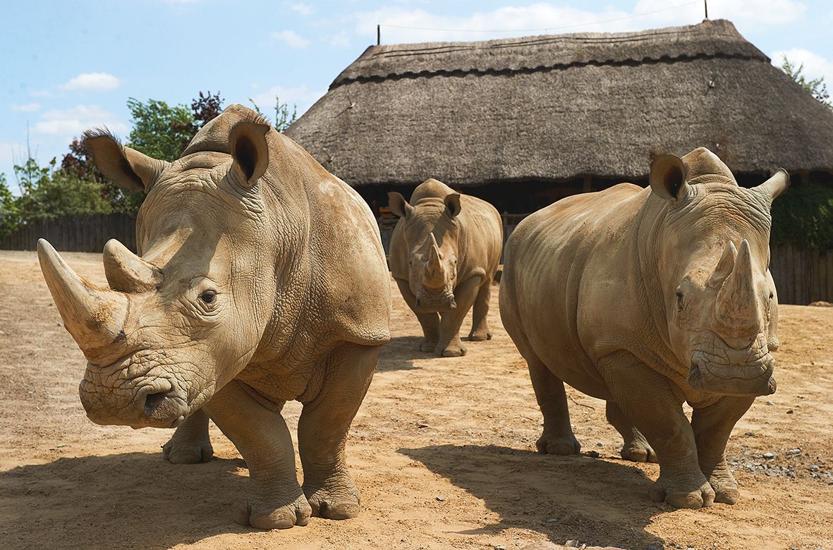 Witte neushoorns in de Zoom Erlebniswelt