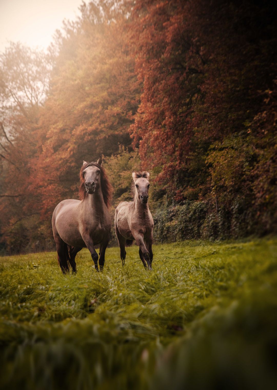 Wilde paarden, wildreservaat Ice Age