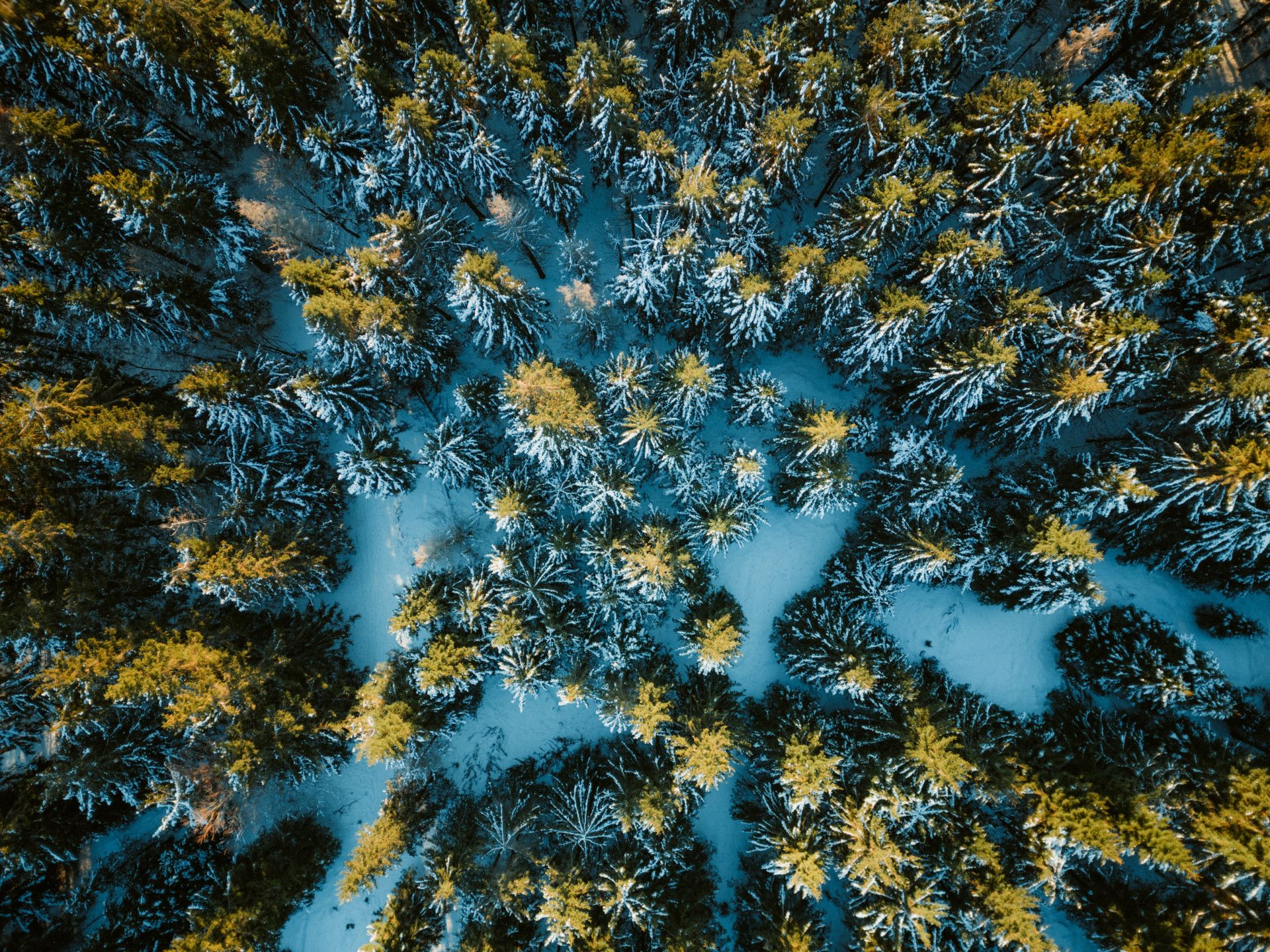 Winterberg Fichtenwald im Schnee Drohnenaufnahme