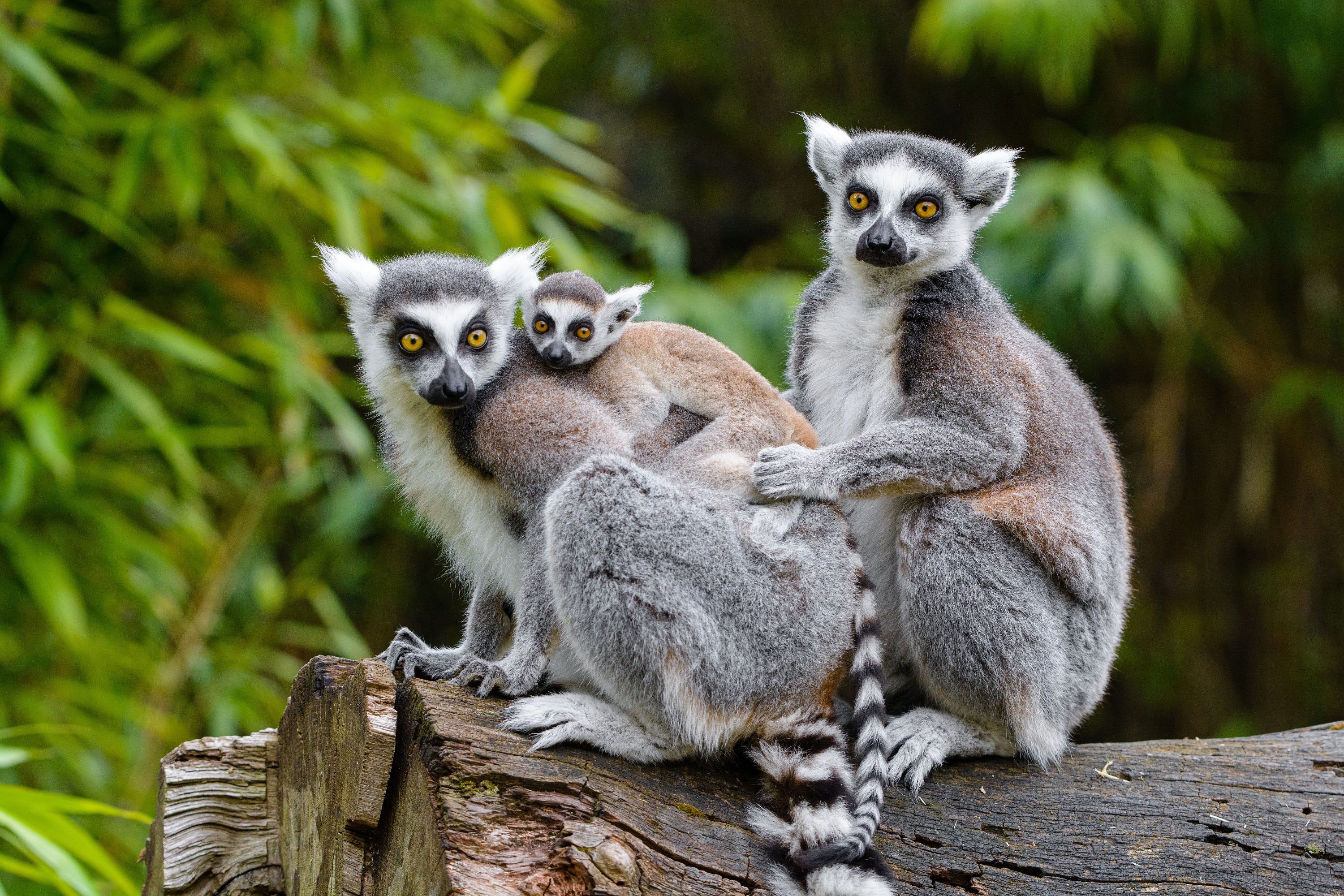 Een familie ringstaartmaki's in de dierentuin van Duisburg