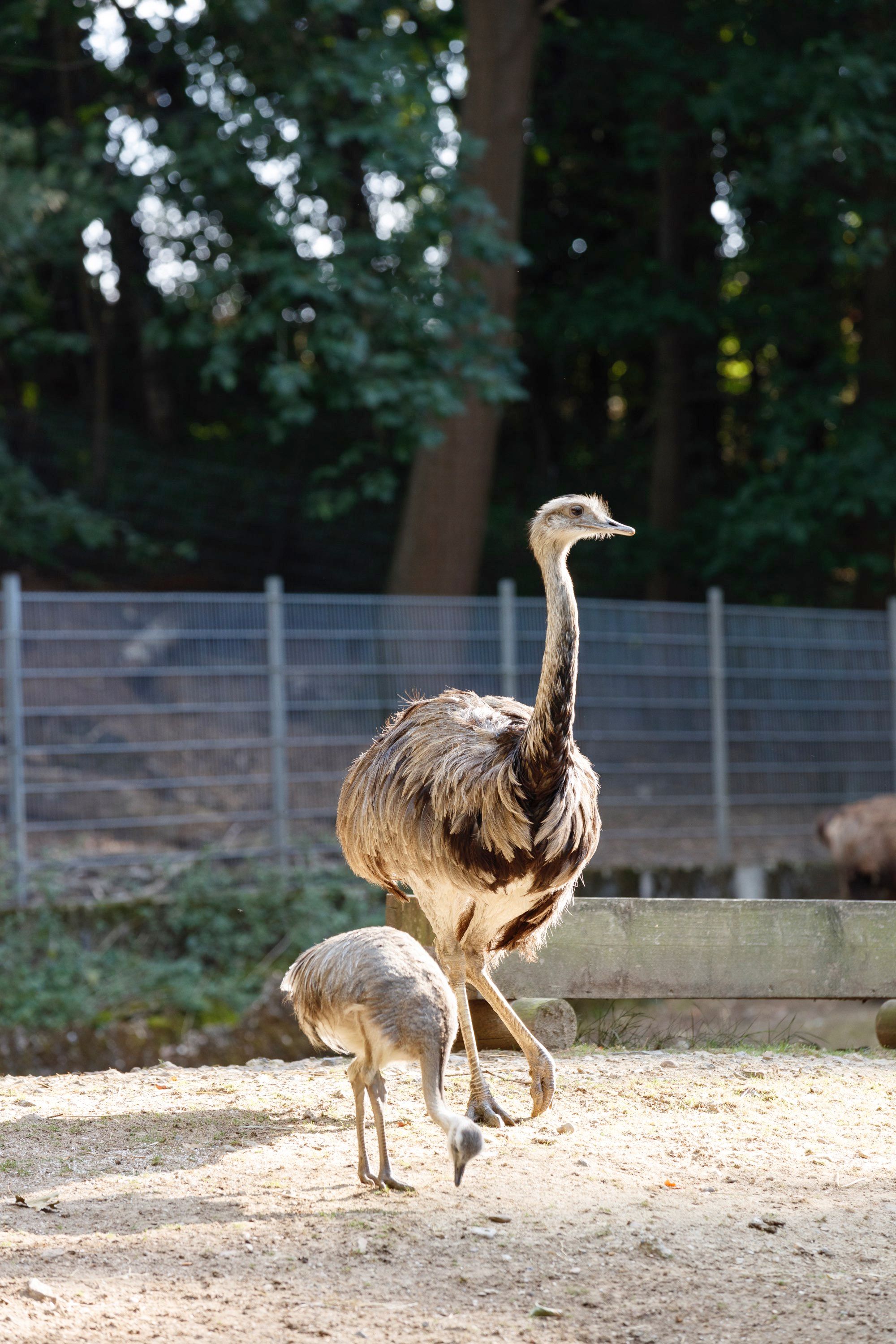 Struisvogels in de dierentuin van Alsdorf