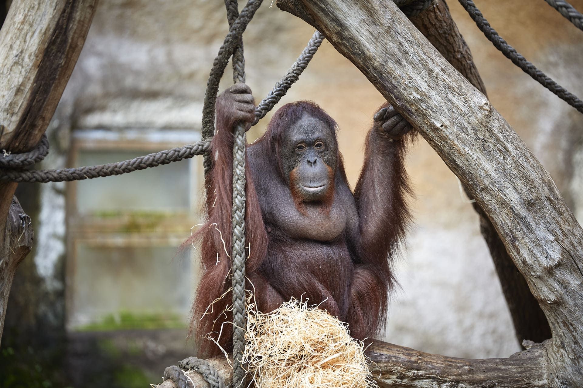 Orang-oetan in de Allwetterzoo Münster