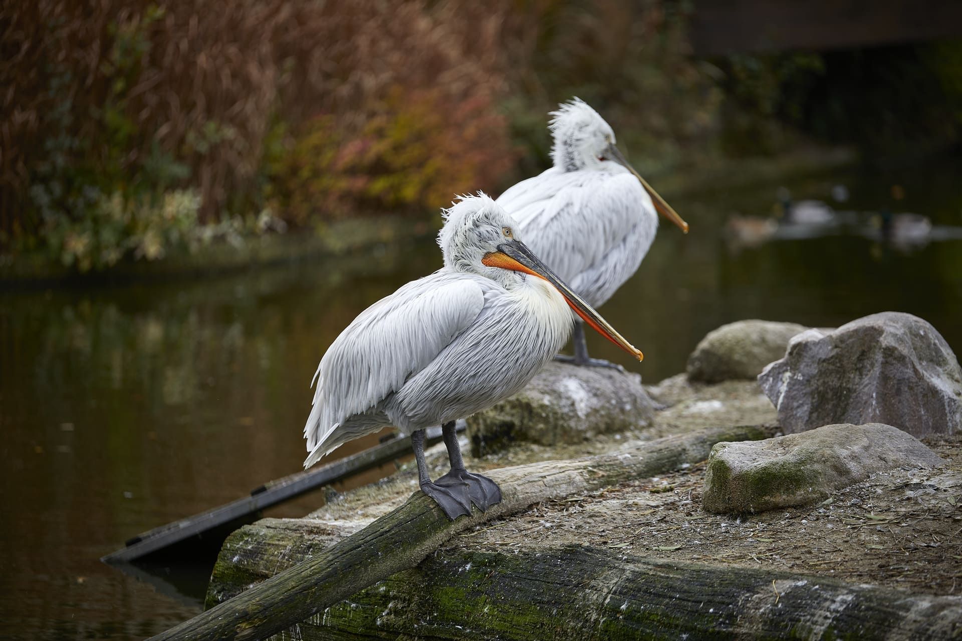 Pelikanen in de Allwetterzoo Münster