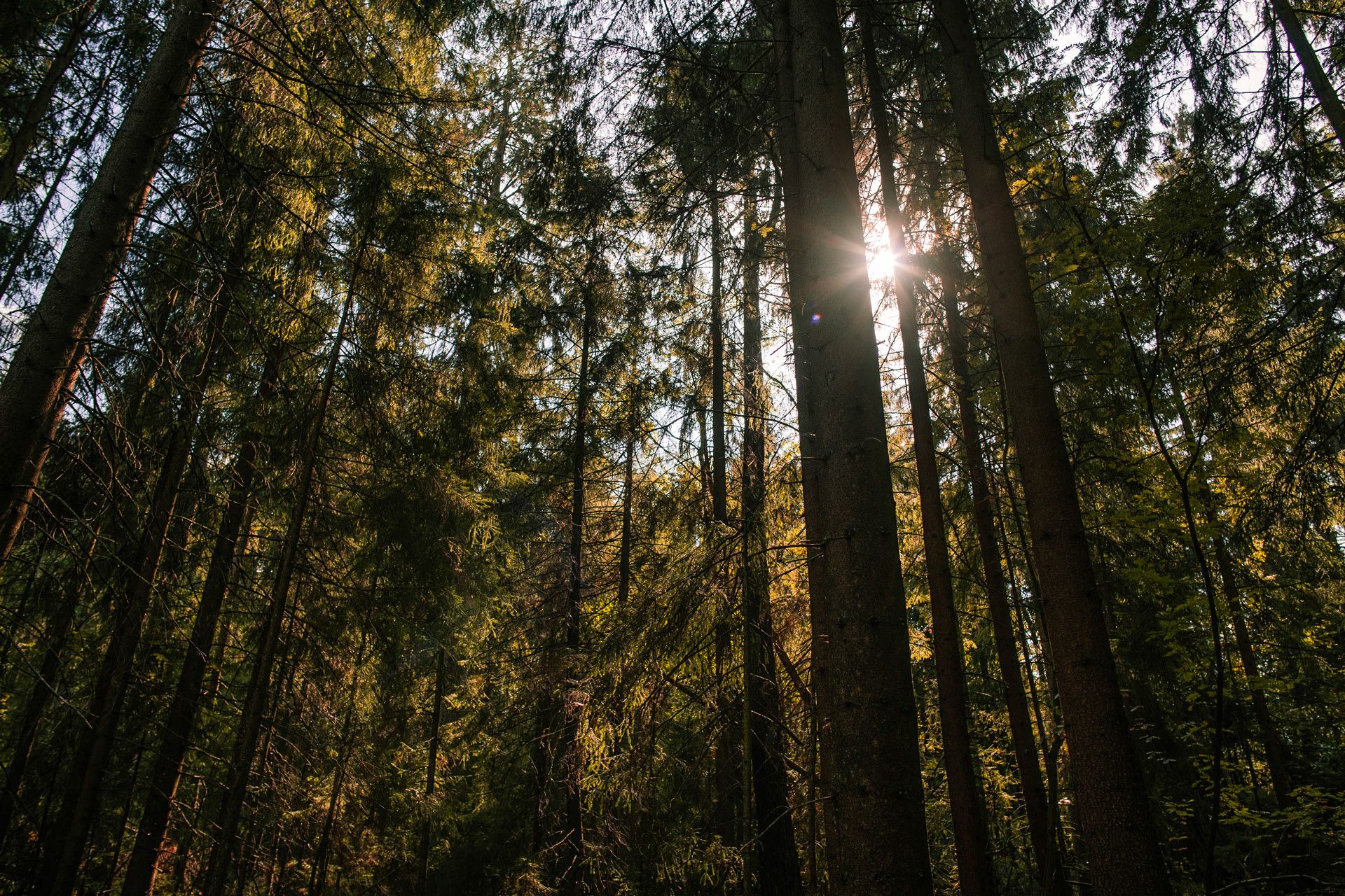 Bomen in het bos bij Silberbachtal