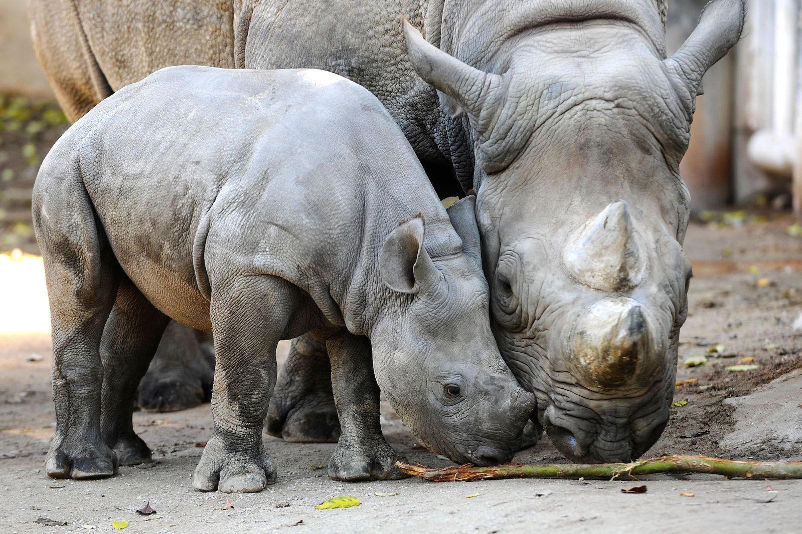 2 neushoorns in dierentuin Krefeld