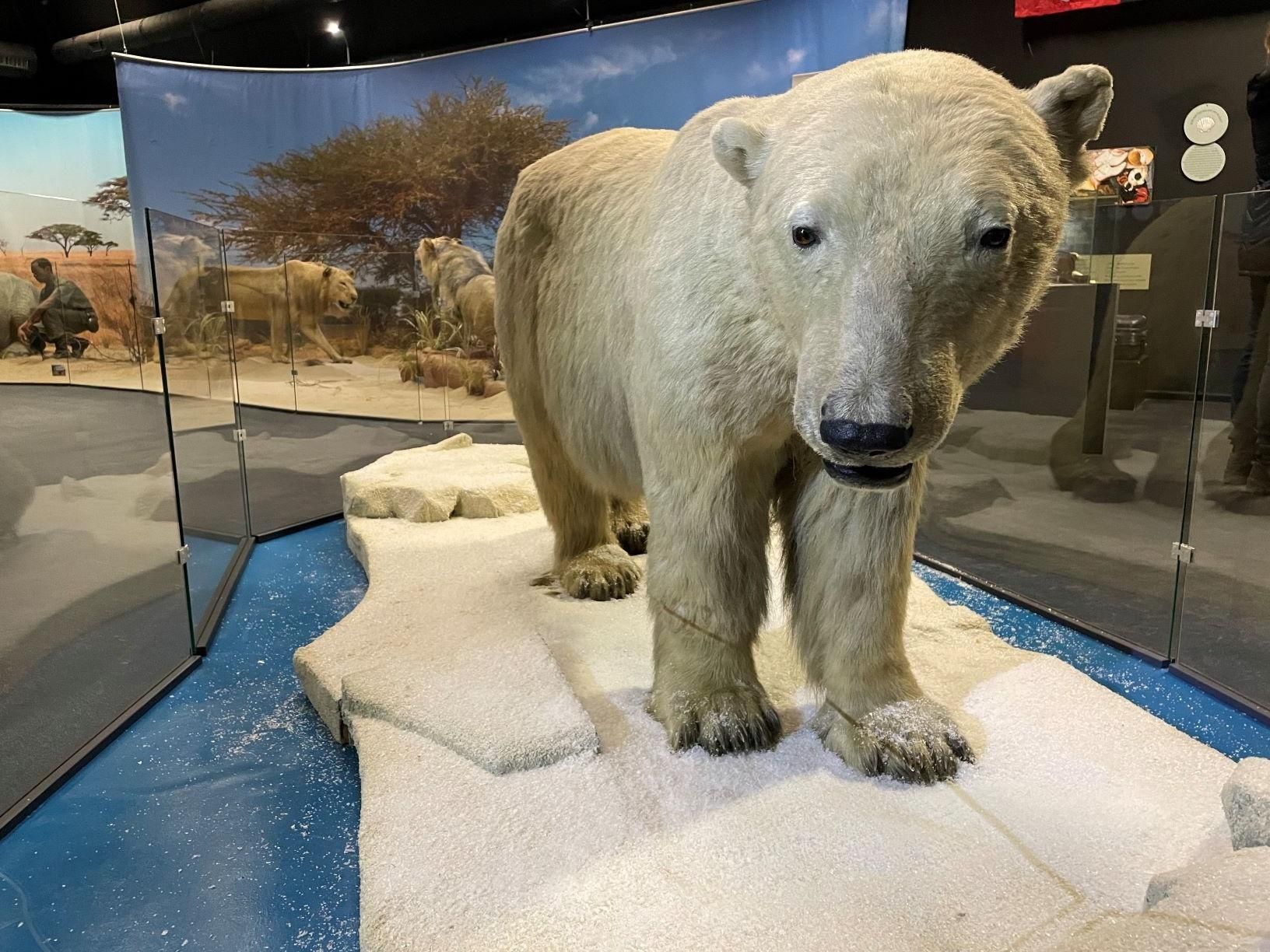 De tentoonstellingen in het Galileo Park zijn gewijd aan verschillende thema's. Ook de dieren worden niet verwaarloosd