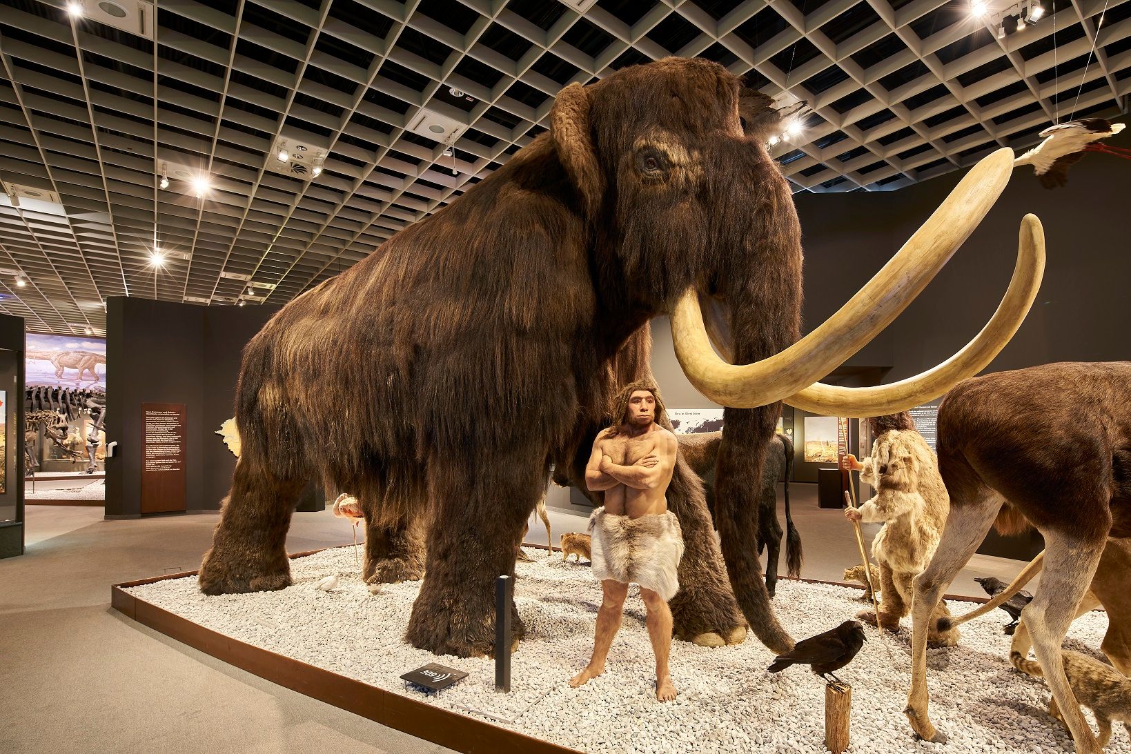 Gasten kunnen een mammoet op ware grootte zien in de prehistorische tentoonstelling