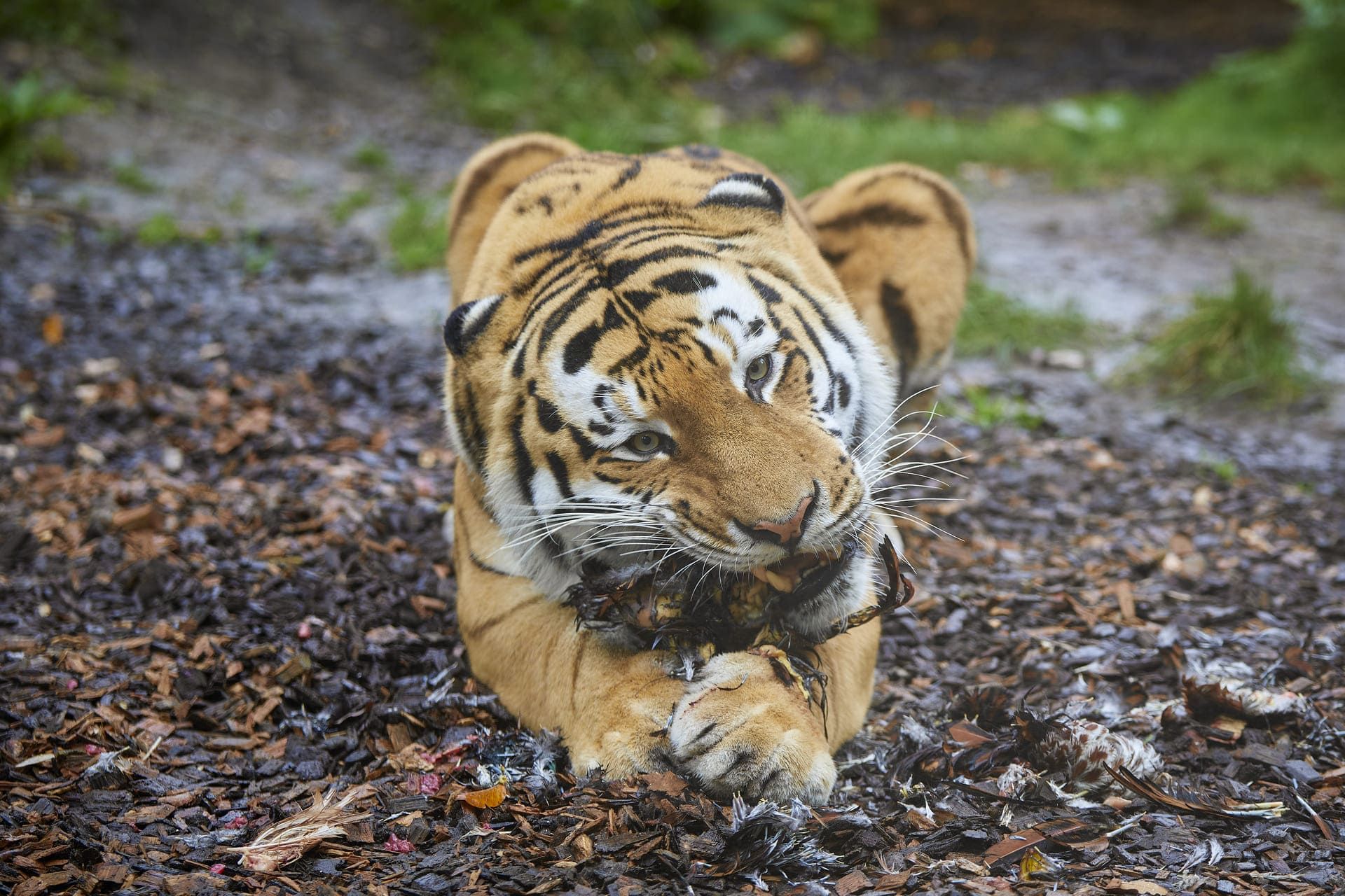 Tijgers in de Allwetterzoo Münster