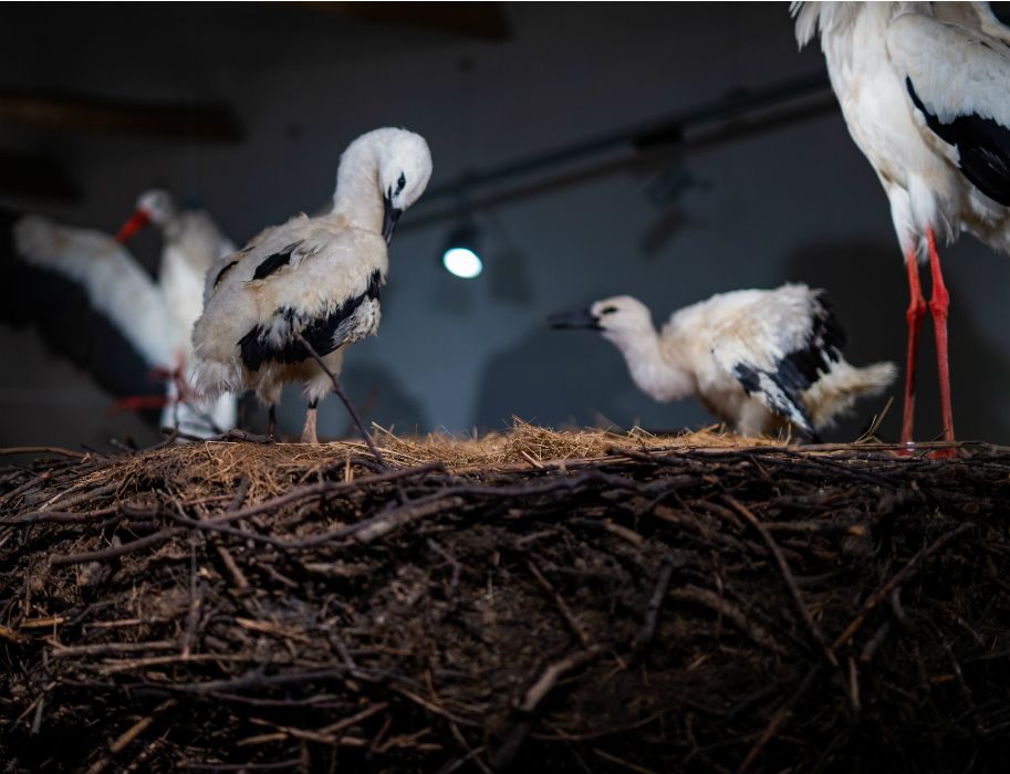 Een machtig ooievaarsnest vormt het middelpunt van het museum