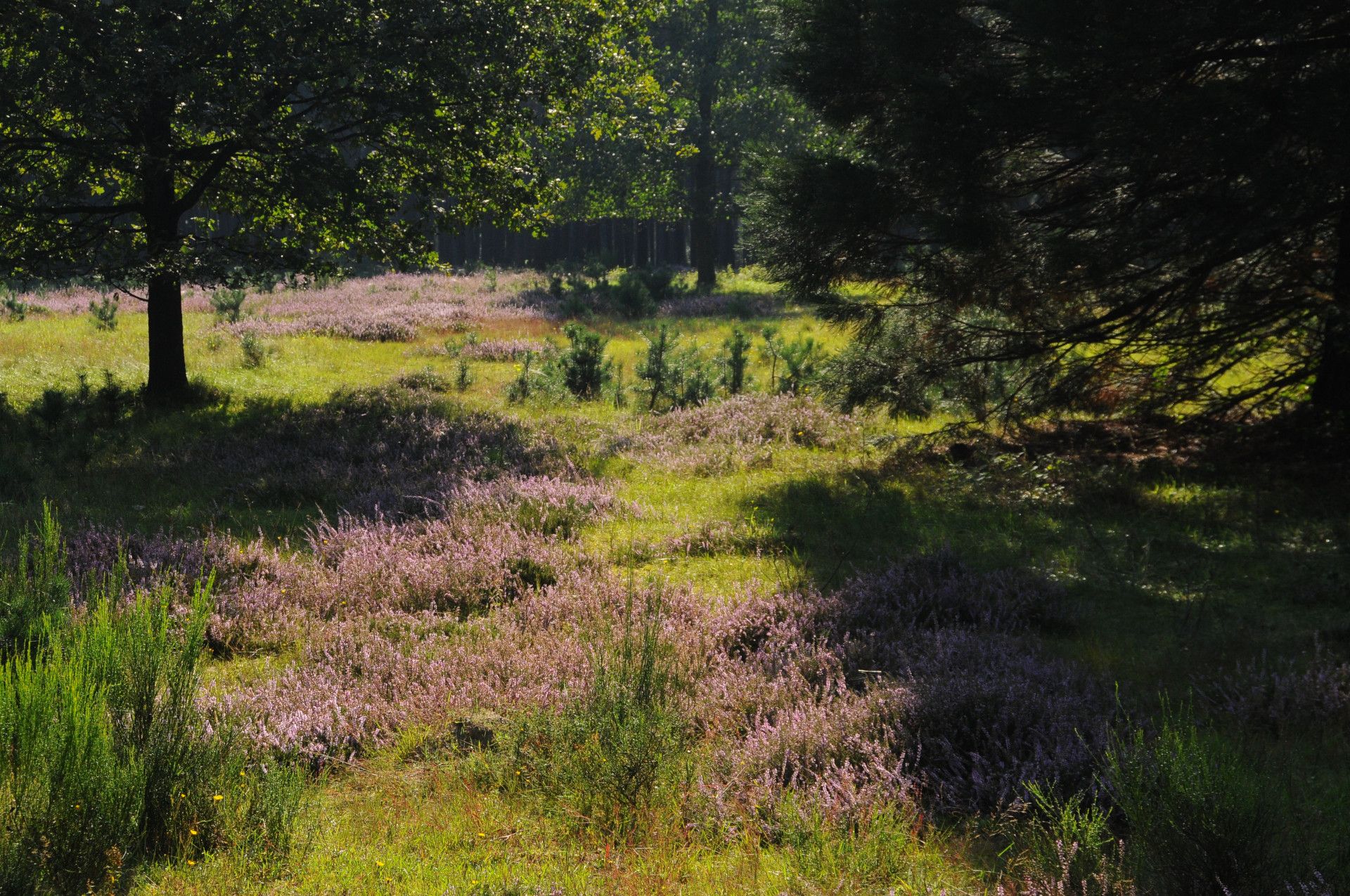 Naturpark Schwalm Nette, Veld en bomen Natuurpark Galgenvenn Schwalm Nette