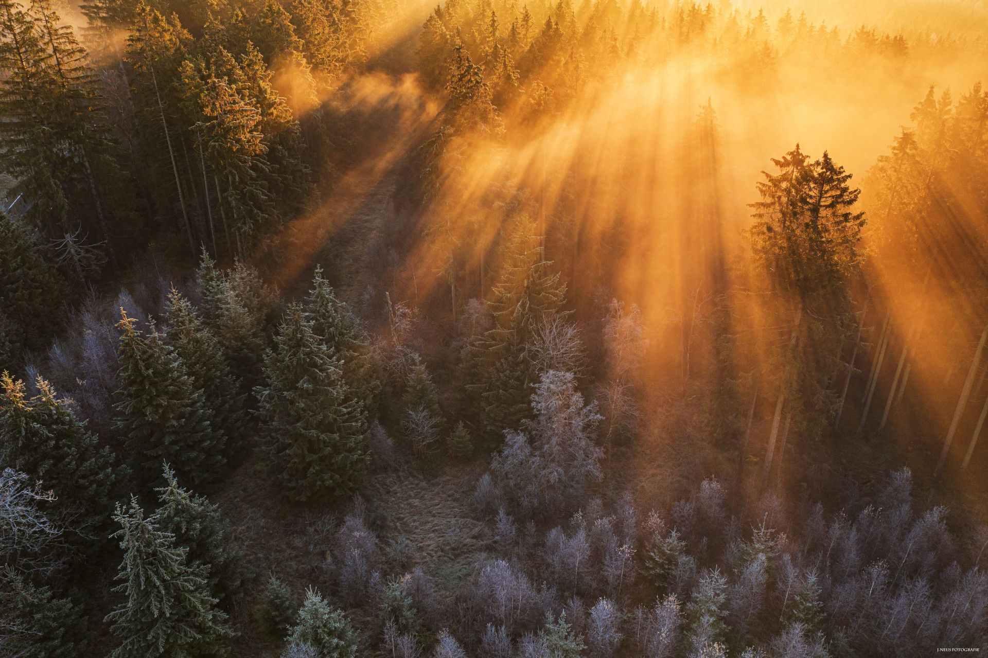 Wald mit verschneiten Baumkronen und Sonneneinstrahlung