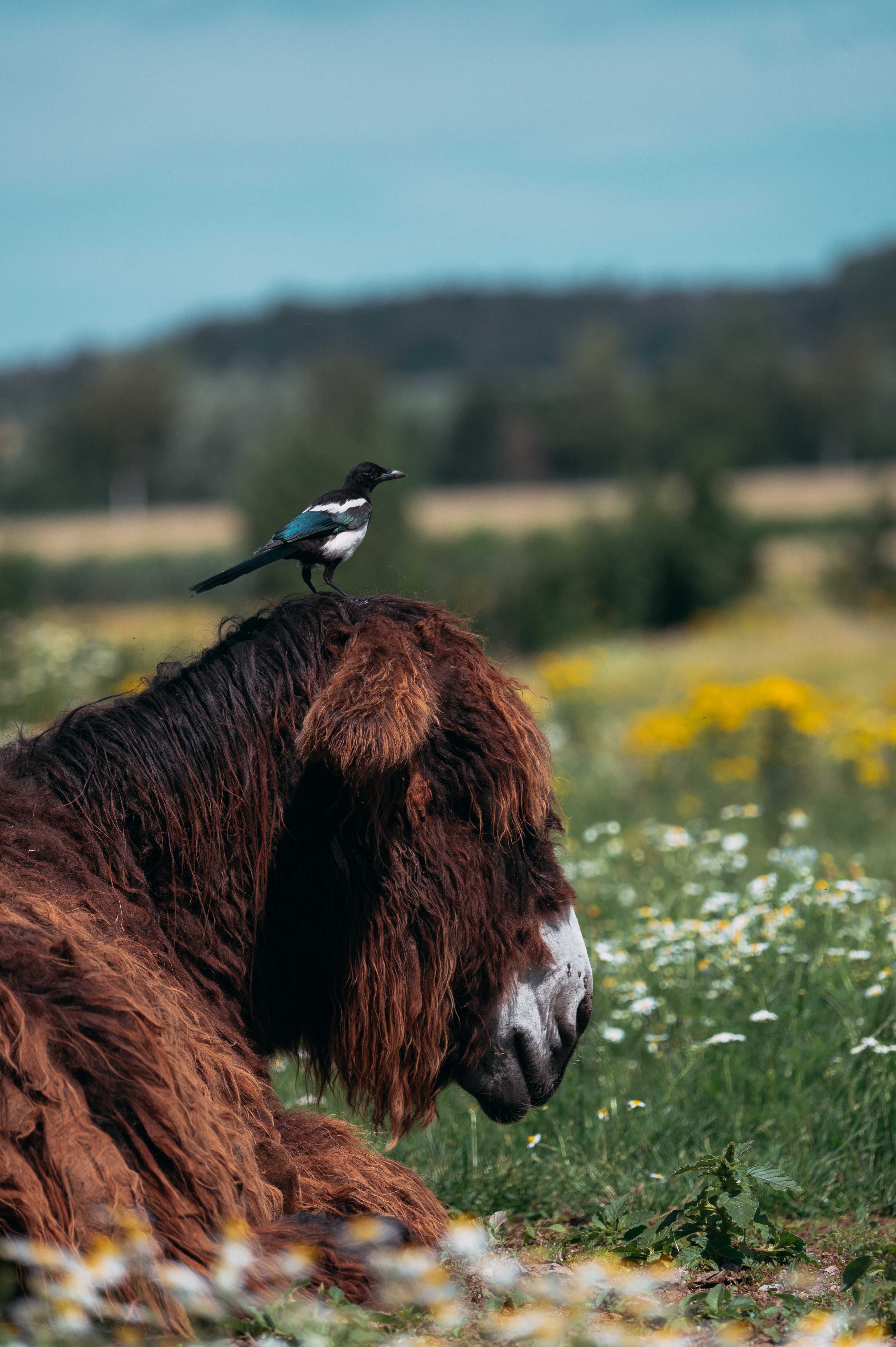 Dieren Steverauen Olfen